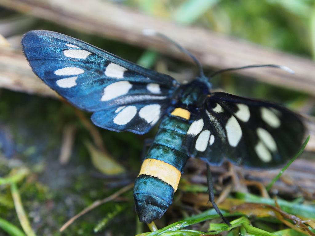 psychotherapeutin anita mold schmetterling